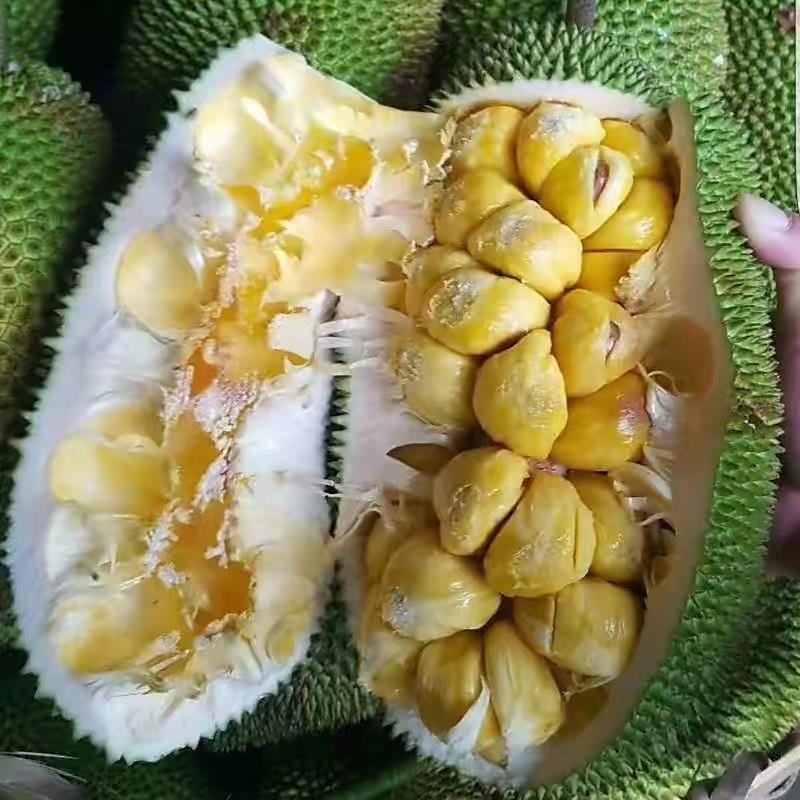 榴蜜海南蜜直发巴掌个榴莲湿苞菠萝蜜小新鲜热带水果莲包邮
