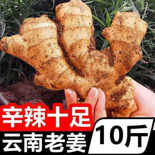 南小黄姜鲜老姜1新0斤沙姜仔姜云月子姜南家姜农现挖干姜生姜