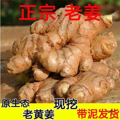 川老姜四8斤生姜现黄挖大月姜老黄姜子姜土姜母家用黄姜