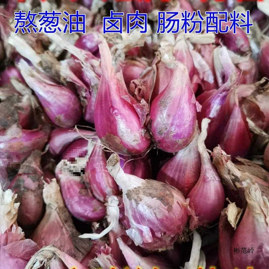 四川葱种头干葱头季四香葱头火葱红熬葱油卤肉饭盆栽种植产地直发