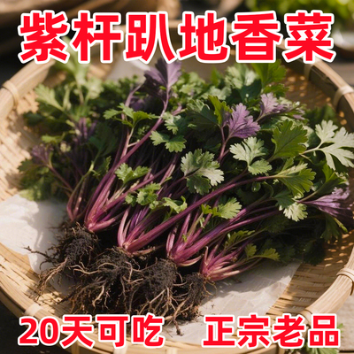 老品种紫根香菜矮杆趴地香菜种子小叶浓香型耐寒种籽四季蔬菜籽