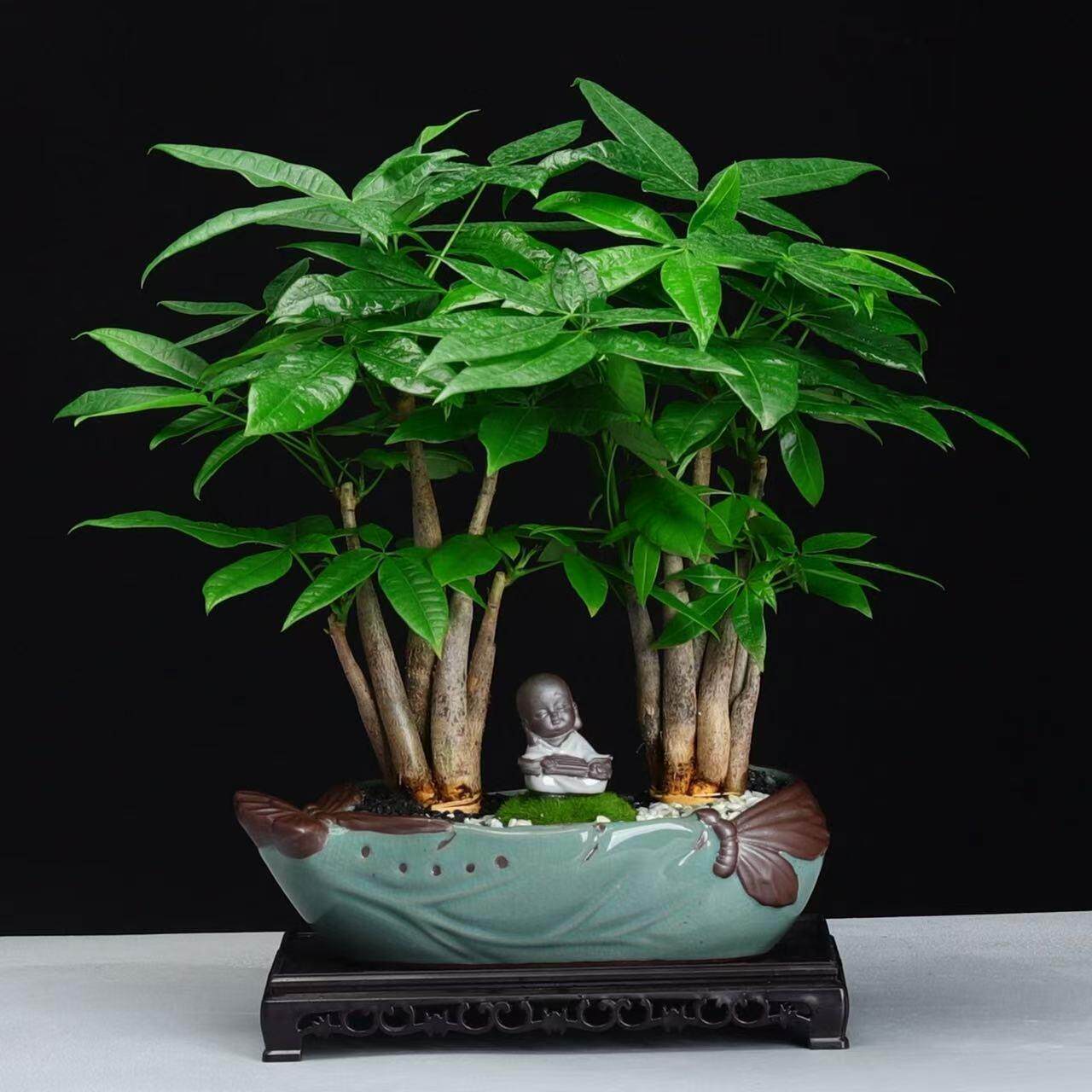 发财树创意盆栽种好景观室内客厅净化空气小绿植办公室桌面树盆景