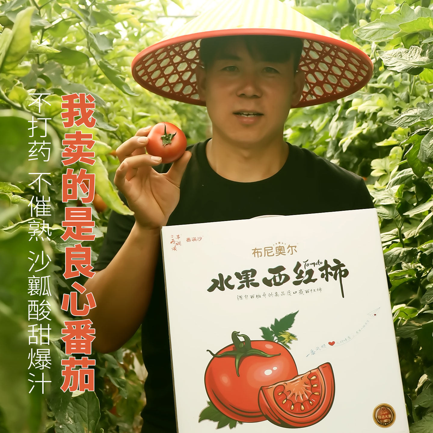 西红柿新鲜正宗布尼奥尔粉红沙瓤自然熟生吃普罗旺斯水果番茄