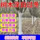 树木涂白剂树干涂白粉果树防虫越冬防冻杀菌林木园林专用石灰粉刷