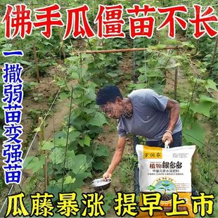 佛手瓜专用肥佛手瓜提苗生根促长营养肥防死苗烂根促生长底肥追肥