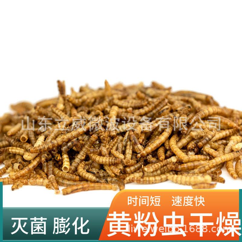 黑水虻烘干机 大型商用蝇蛆烘干设备 温虫蛹蚕蛹黄虫干燥设备