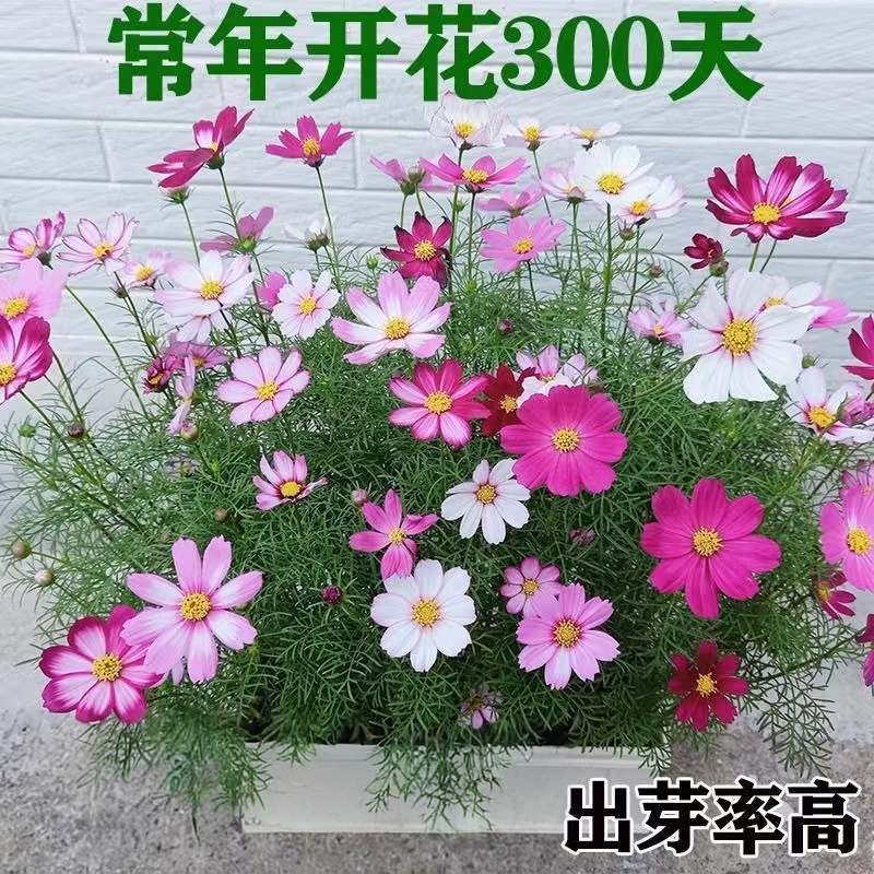 【新手易好养活】波斯菊易种活庭院野花格桑花太阳花耐寒耐旱耐寒