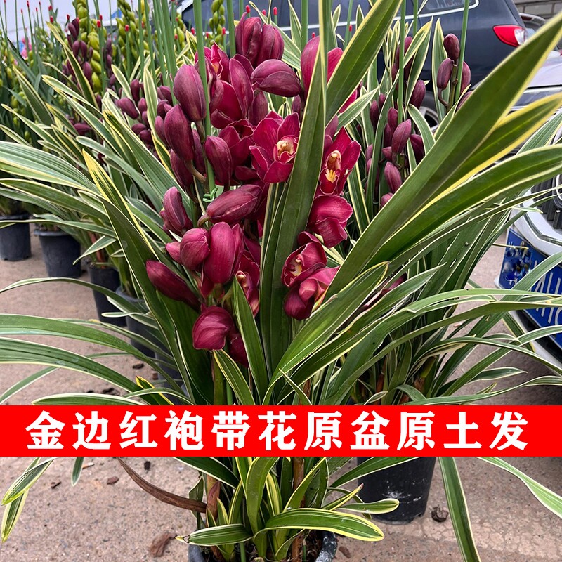 云南大花蕙兰金边大红袍高端名贵年宵花室内外客厅阳台原盆原土