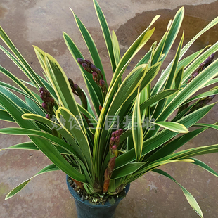 金边大红袍大花蕙兰带花苞兰花苗兰草绿植盆栽兰花大苗送礼佳品花