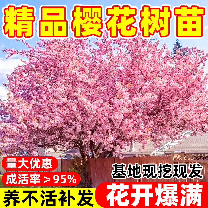 樱花树苗庭院绿化工程风景树图片