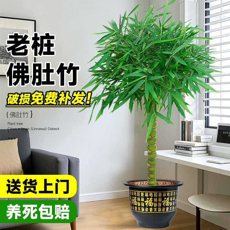 竹子盆栽佛肚竹老桩罗汉竹盆景绿植树苗室内外办公室庭院观赏植物,鲜花速递/花卉仿真/绿植园艺,绿植,淘宝优惠券,粉丝福利购,淘宝优惠卷