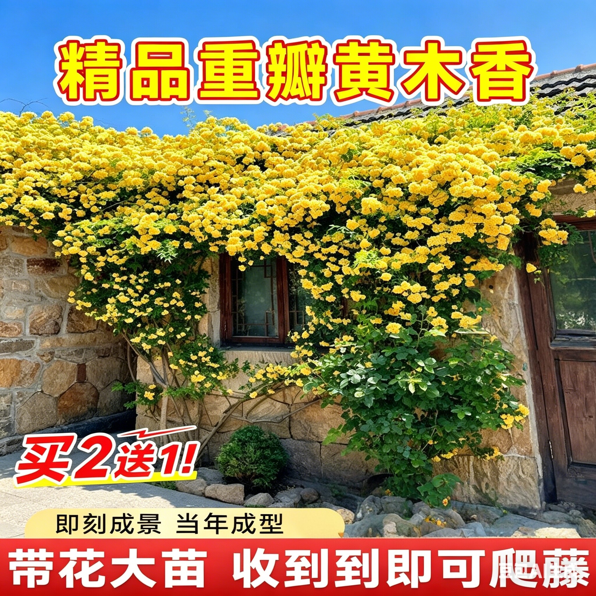 木香花苗爬藤老桩四季开花盆栽图片