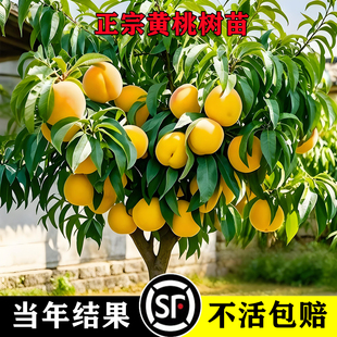 黄桃树苗桃树果苗嫁接苗冬桃油桃树果苗南方北方种植桃苗当年结果