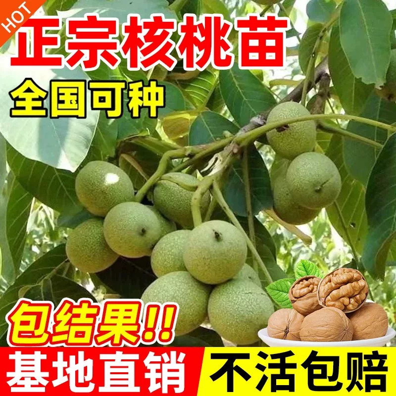 嫁接核桃树苗当年结果薄皮8518图片