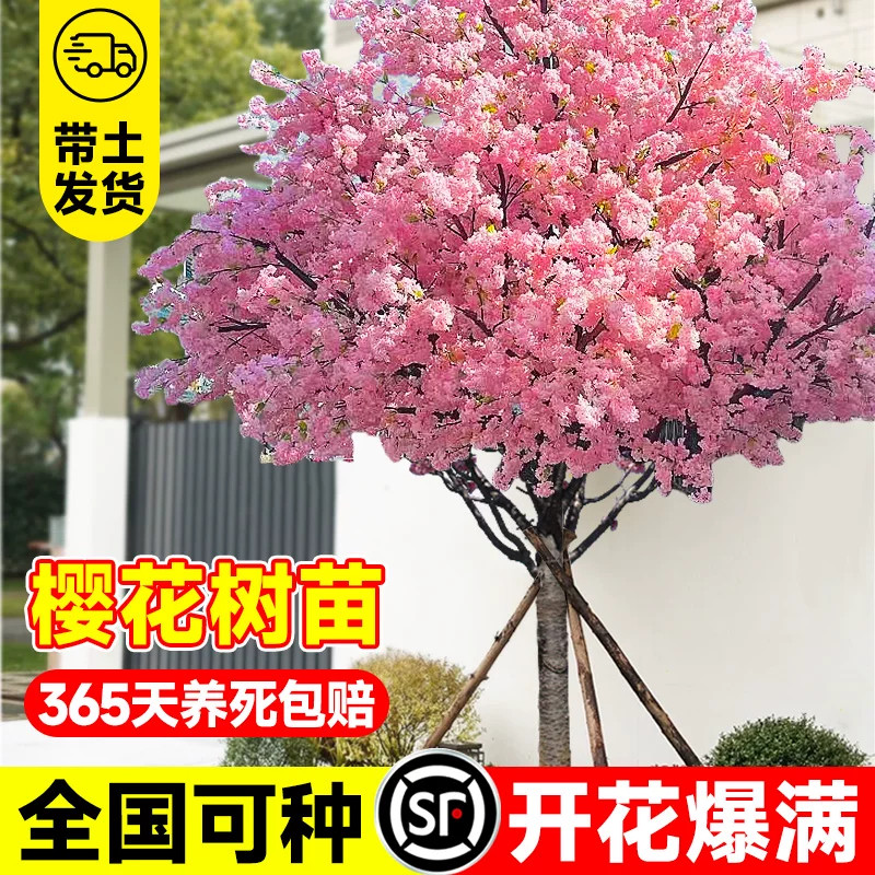 正宗日本樱花树苗庭院绿化图片