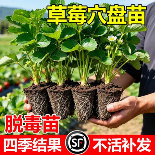 四季结果特大号草莓盆栽种子