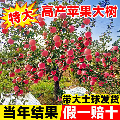 红富士冰糖心苹果树苗当年结果