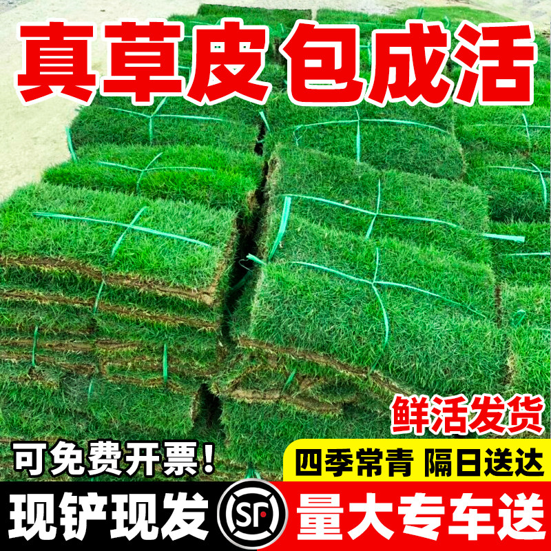 草皮真草坪带泥土别墅花园绿化四季青果岭草台湾草马尼拉草皮带土