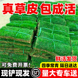 草皮真草坪带泥土别墅花园绿化四季青果岭草台湾草马尼拉草皮带土