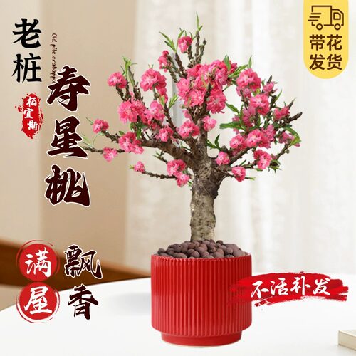 桃花盆栽桃树新年装饰耐寒好养庭院地栽盆景中华重瓣寿星桃树活苗