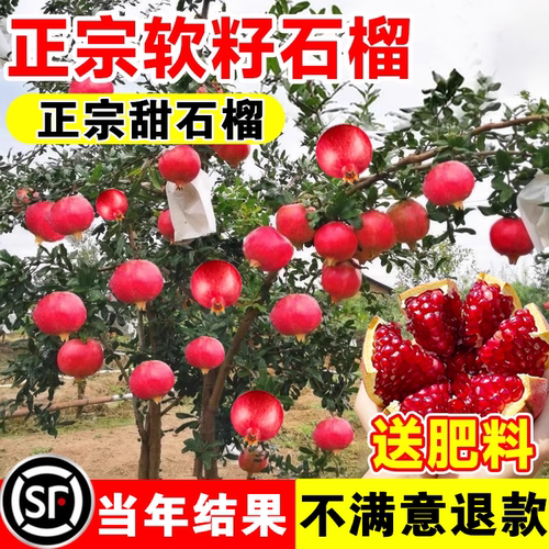 【当年结果】突尼斯软籽石榴