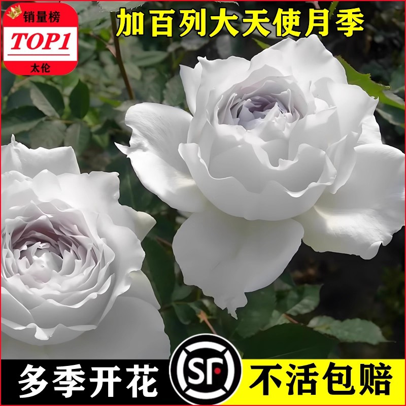 四季大花加百列大天使月季太伦