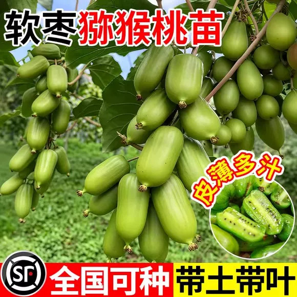 徐香红心猕猴桃苗嫁接四季结果图片