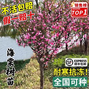海棠树苗高杆西府垂丝海棠树苖果树庭院盆栽地四季多花大型风景树