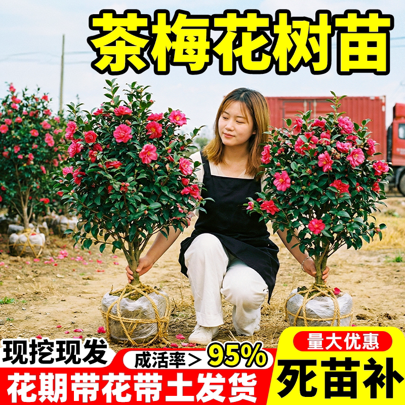 茶梅花树苗工程绿化小苗木四季开花耐寒耐阴茶花庭院别墅园林盆栽