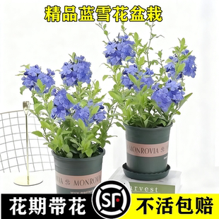 蓝雪花苗盆栽阳台观花耐热好养植物花园庭院爬藤攀援花藤本白雪花