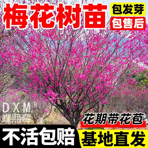 耐寒红梅梅花树苗庭院盆栽