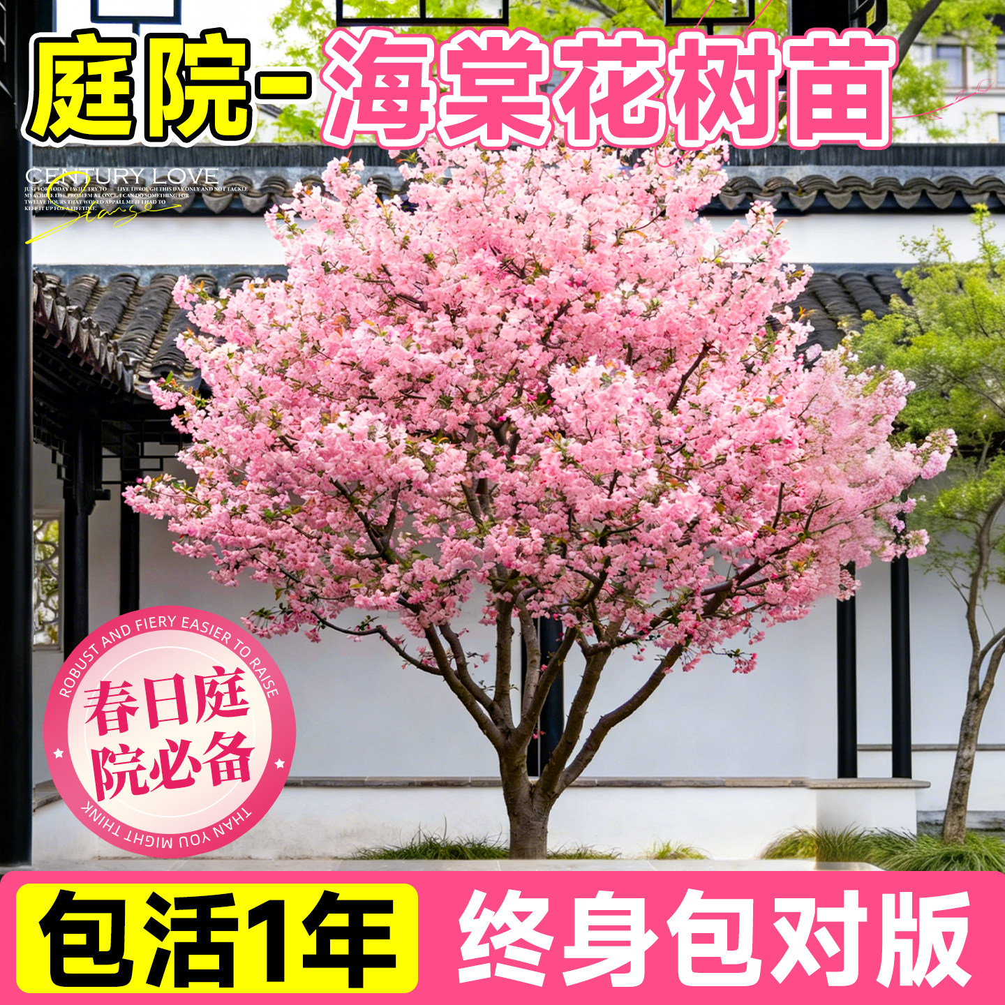 四季海棠树苗盆栽大花重瓣图片