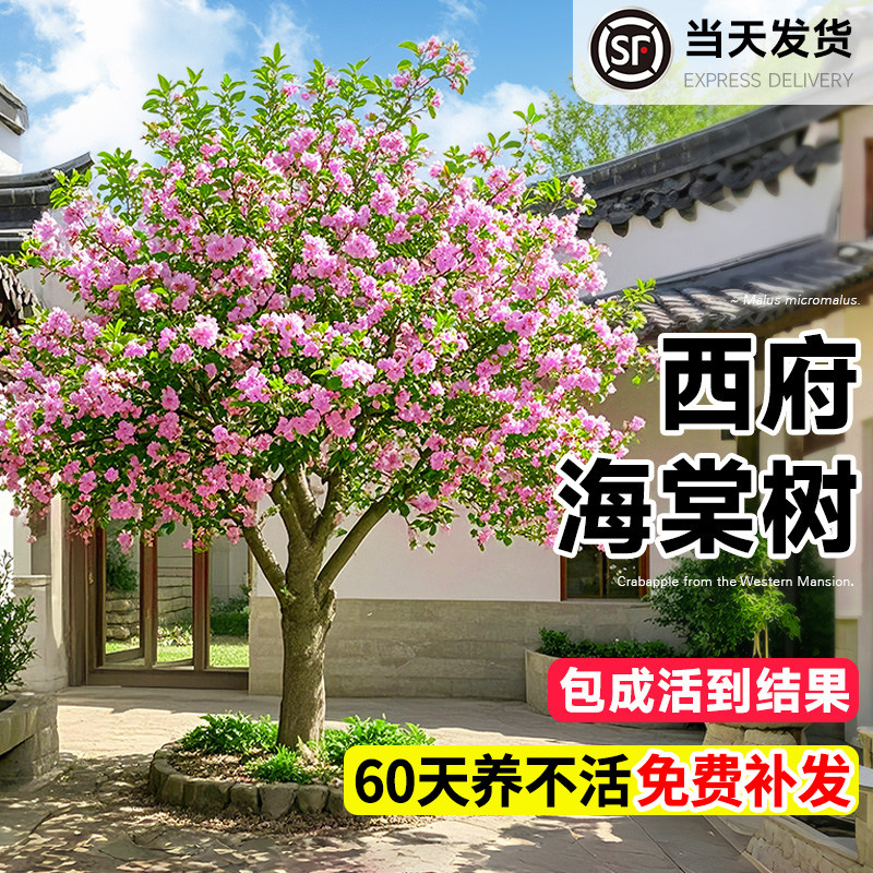特大西府垂丝海棠树苗四季好养图片