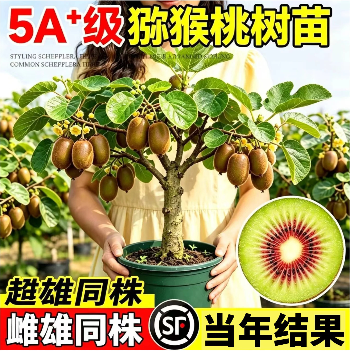 红心猕猴桃树苗嫁接当年结果图片
