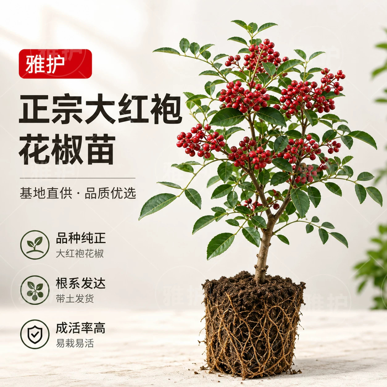 正宗大红袍花椒树苗早熟高产耐旱图片