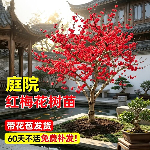 庭院耐寒红梅树苗浓香带花苞发货