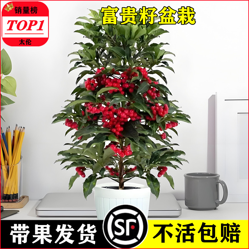 太伦富贵籽年宵花卉冬天好养活