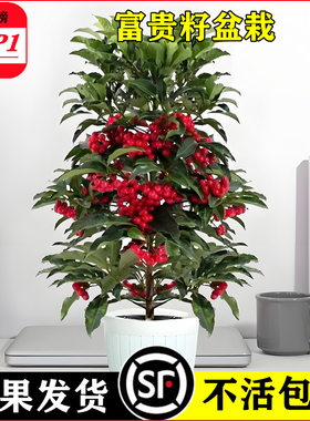 富贵籽盆栽带果黄金万两绿植物喜庆四季好养金玉满堂年宵花卉盆景