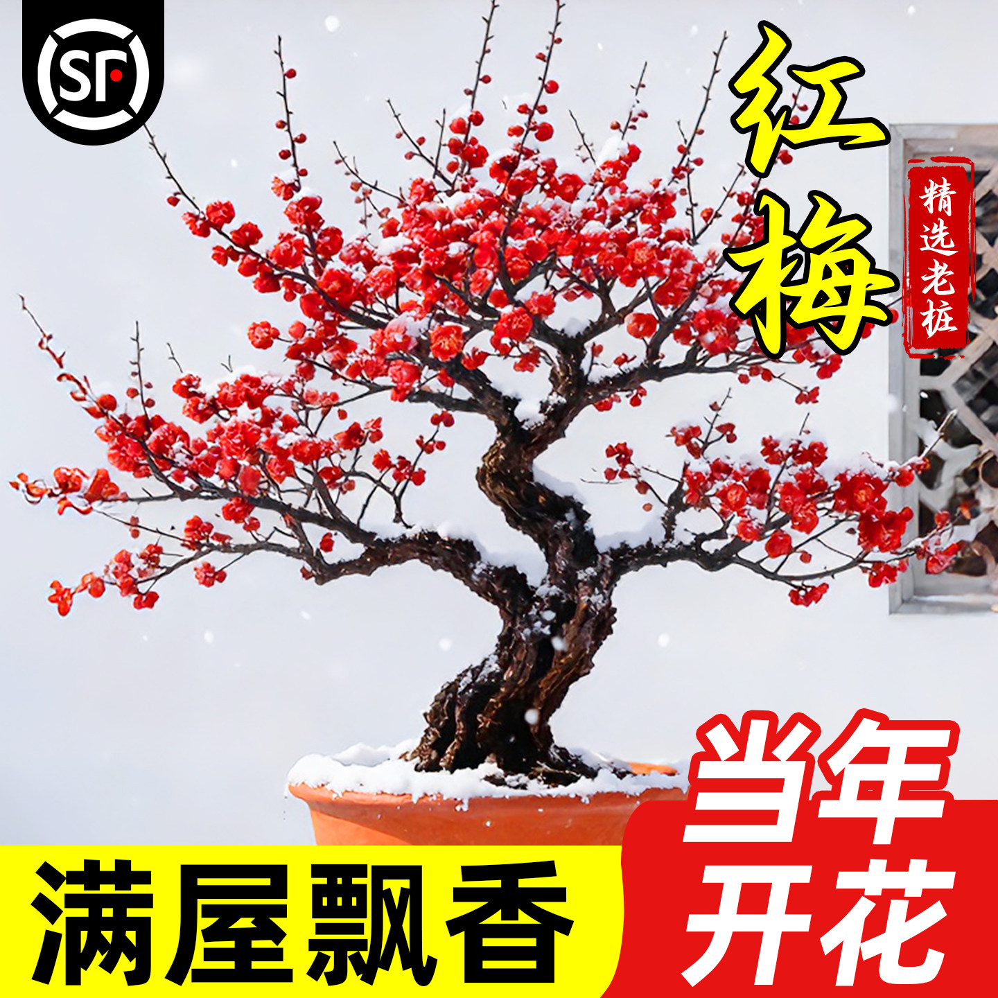 红梅花盆栽老桩浓香耐寒图片