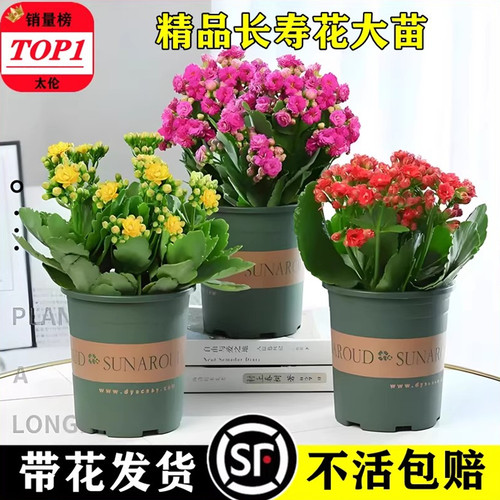 太伦长寿花盆栽四季带花苞好养