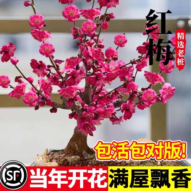 梅花盆栽老桩大花浓香耐寒图片