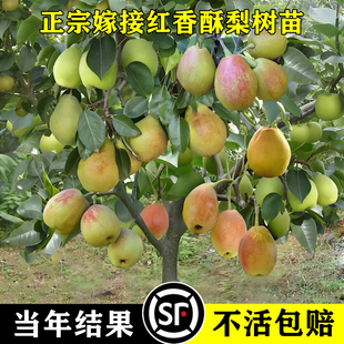 红香酥梨树果苗嫁接秋月庭院地盆栽水果树果南方北方种植当年结果