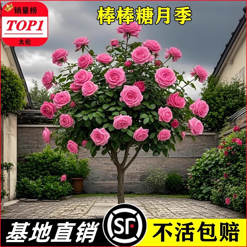 太伦棒棒糖树桩月季玫瑰当年开花