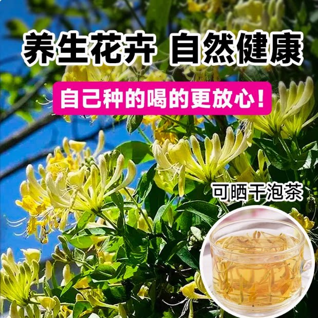 红色金银花树苗可食用药五彩老桩浓香型花卉盆栽阳台庭院爬藤植物