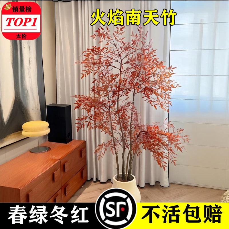 火焰南天竹盆栽树苗客厅绿植室外庭院落地植物大颗竹子苗盆景老桩