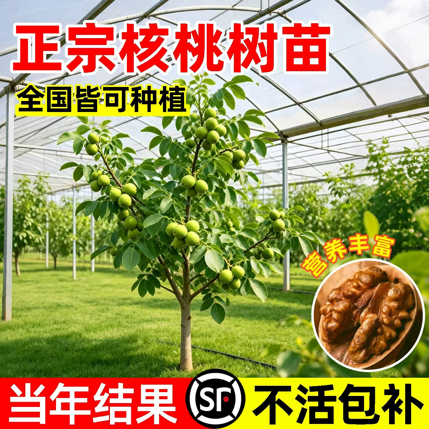 薄皮特大核桃嫁接苗当年结果图片