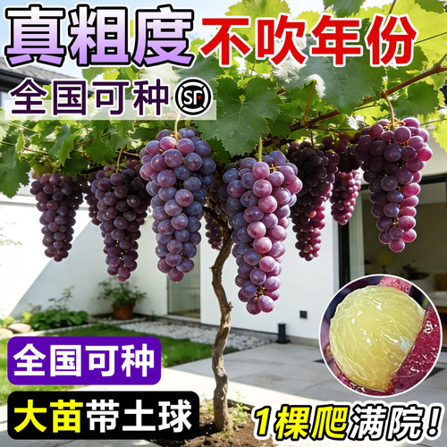 特大带叶葡萄苗南北方庭院爬藤