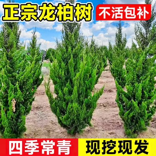 正宗龙柏树苗四季常青现挖现发