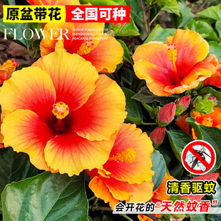 朱槿花扶桑花盆栽花苗室内阳台带花苞庭院植物四季开花丹麦木槿禄