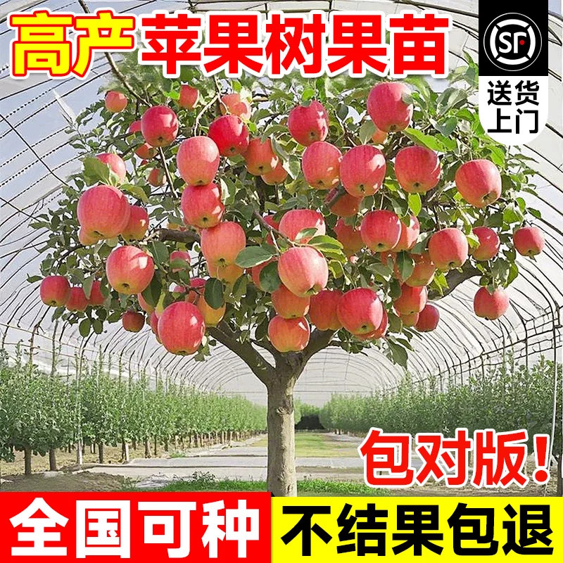 冰糖心苹果苗嫁接矮化当年结果图片
